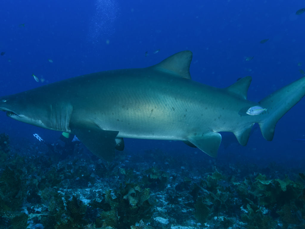 57c55f30-82e9-4221-8500-388b15941a76