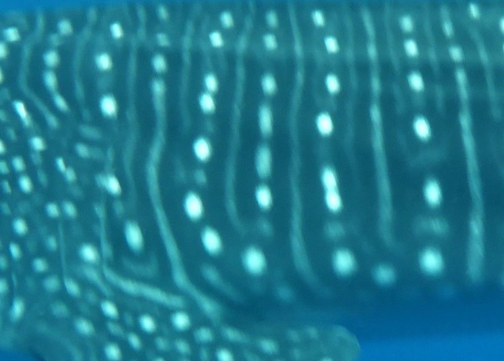 2f33900e-0821-44f5-be0b-0470b7987bdb