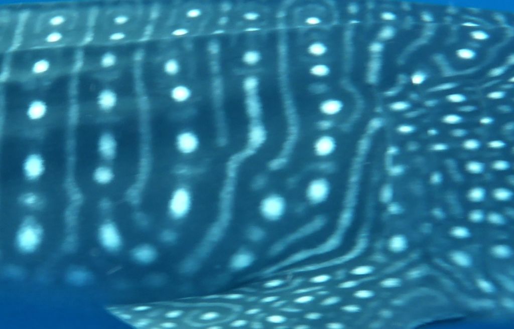 2f33900e-0821-44f5-be0b-0470b7987bdb