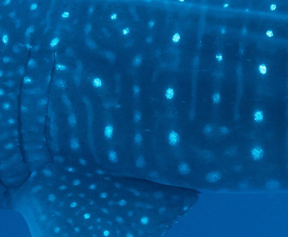 a1a79126-ec53-4bc7-9200-10d4b2bdcedc