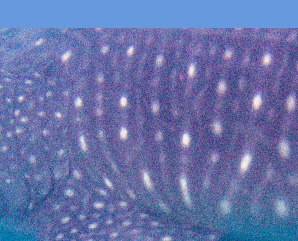 115537e8-8fcb-4a30-8736-7a13129225cc