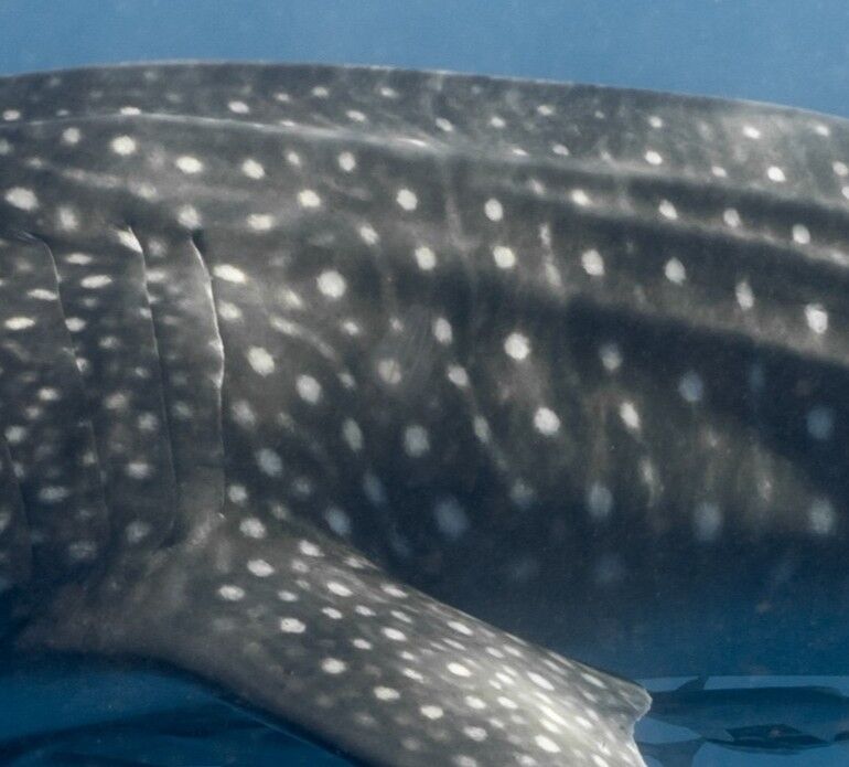 d03cc832-bc53-4a37-a701-41b035d363e2