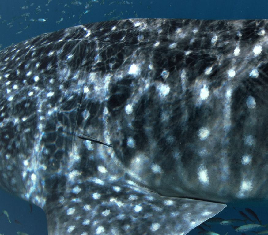 fc76602e-2c36-4060-bd95-06647da3eac1