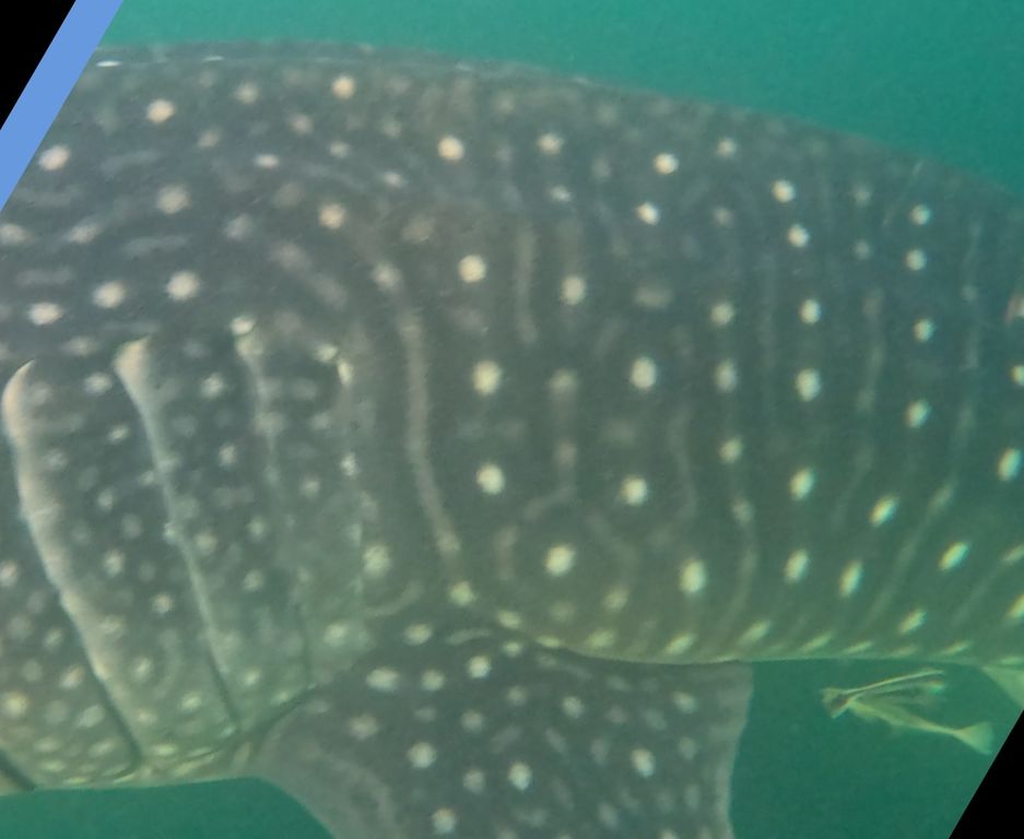 0983a11a-1f90-40ad-adb2-91de7a666f5a