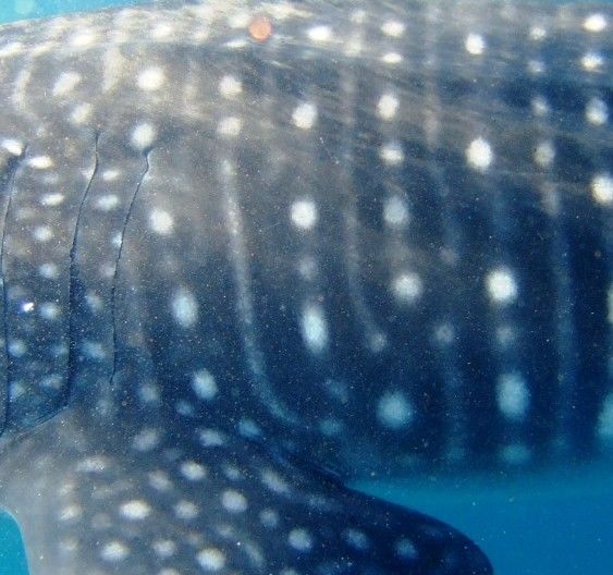 e6a8f05e-fff2-44bd-9950-d6e73af3abcb