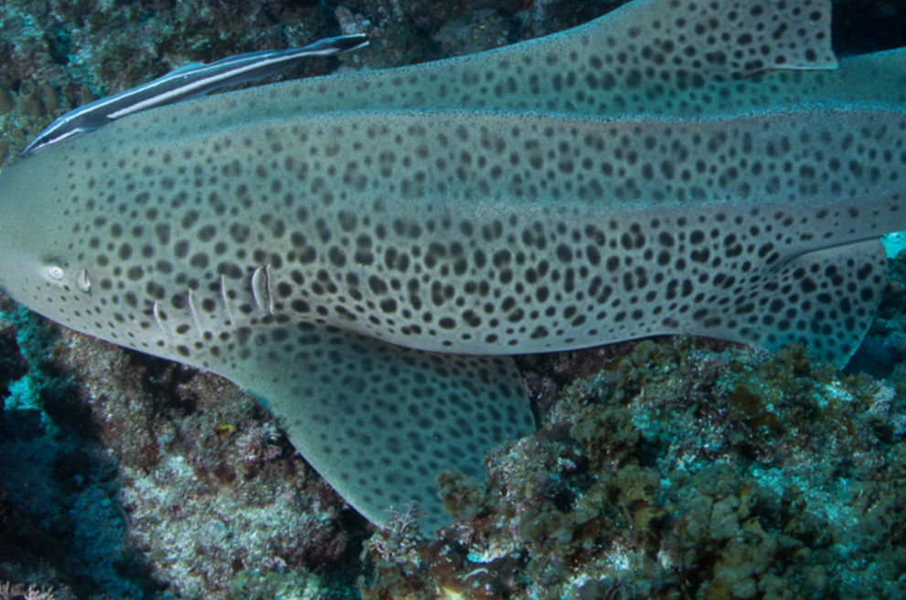 6d4c28fc-1a1f-4129-9ace-9df3c0a01b21