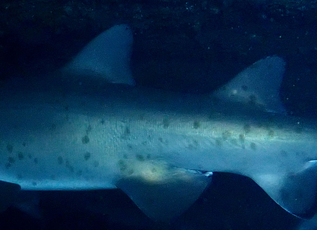 b69f5ba7-9c57-4e33-b94d-cae4947073d7