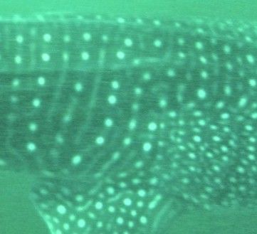 b37a36a8-9c14-43f3-83f9-a38f4bec6970