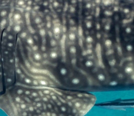 83425a0e-36e6-4f9f-a360-6dc76a50e82a