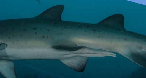 41c8a6a2-2cbe-4392-9595-2153832e8209