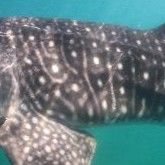 ba5e06ac-d097-4852-a20b-4e13fbff1026