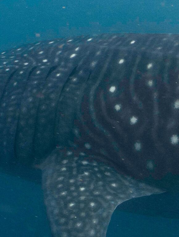 06fda762-e0ec-47d8-a5d2-8b01f167393a