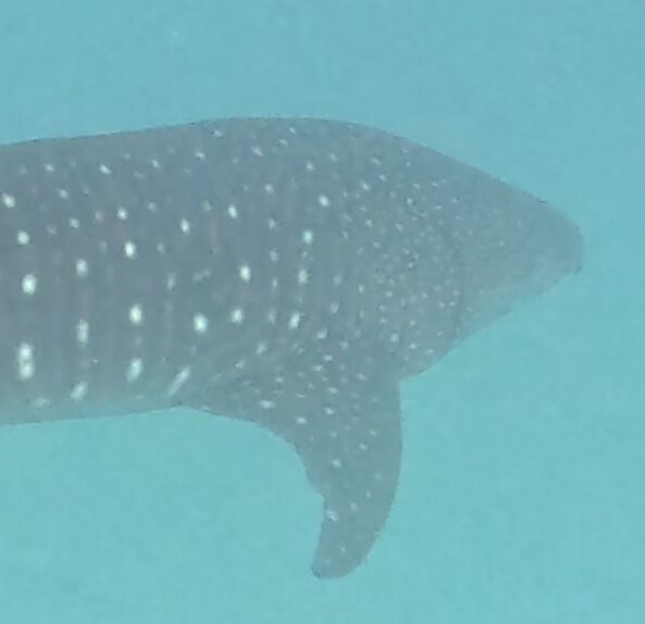 ce895e95-1d67-4978-9ed6-6c8c8db483f9