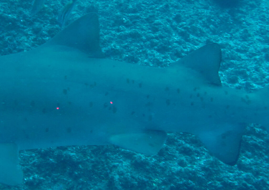 218f69c3-4839-4577-bf2c-f218e0ca1fca