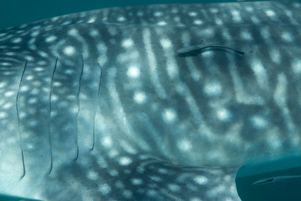 6af82f16-90b5-42f4-89ca-8e07de871aa9