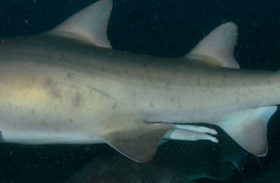 78ef8a7a-a531-496f-9d74-61da52c3797e