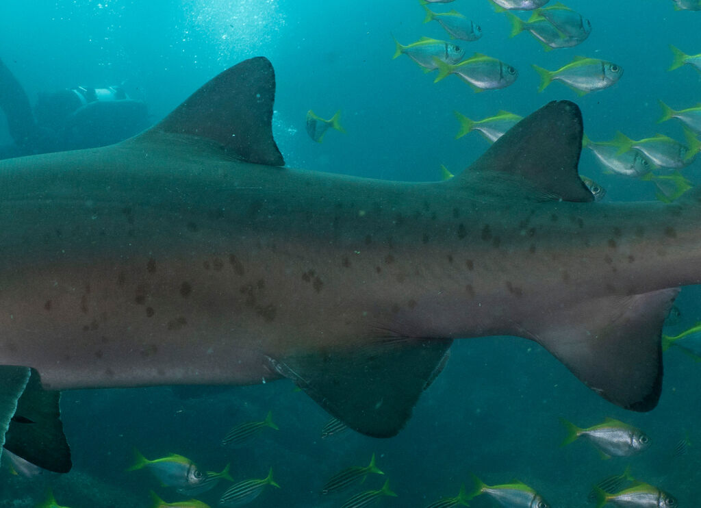 3959fcd7-a90c-47fe-8bd0-e5cdbba3165b