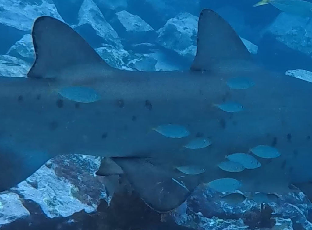 9e4ddc36-64de-4a44-af12-d5ae46377921