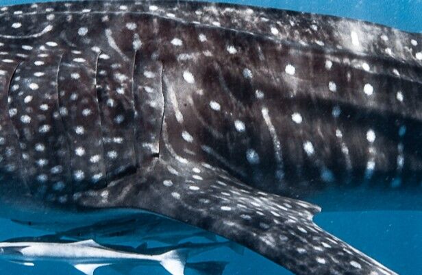 733b397e-ab31-46c3-9399-b53eceb0b7d5