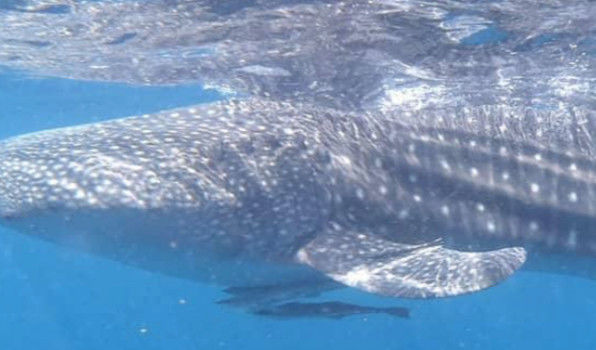 93211f9e-5399-4c19-812b-9e35aa00a759