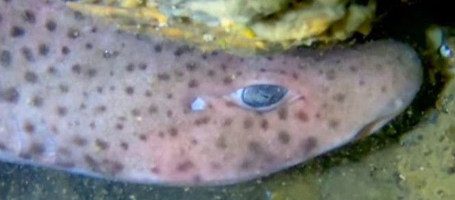 a017df27-1a08-4597-837f-c5216b1167d7