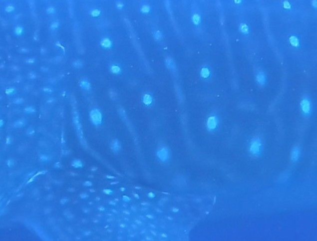 484a4d89-a118-4305-b7e0-3d42aec2484c