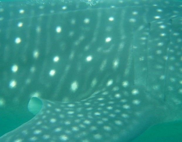 44264767-6736-4d25-8d68-c33173700999