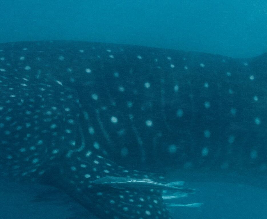 55cf4eb3-0381-4723-af35-2a4a70c3954b