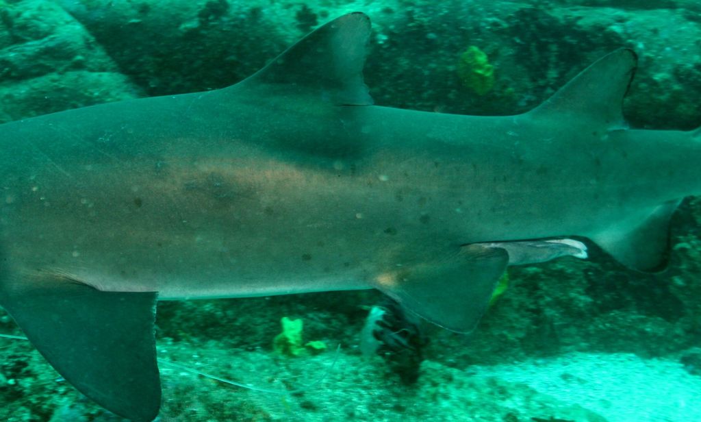 21917bea-8ca9-4684-9a6c-e0543c72e27b