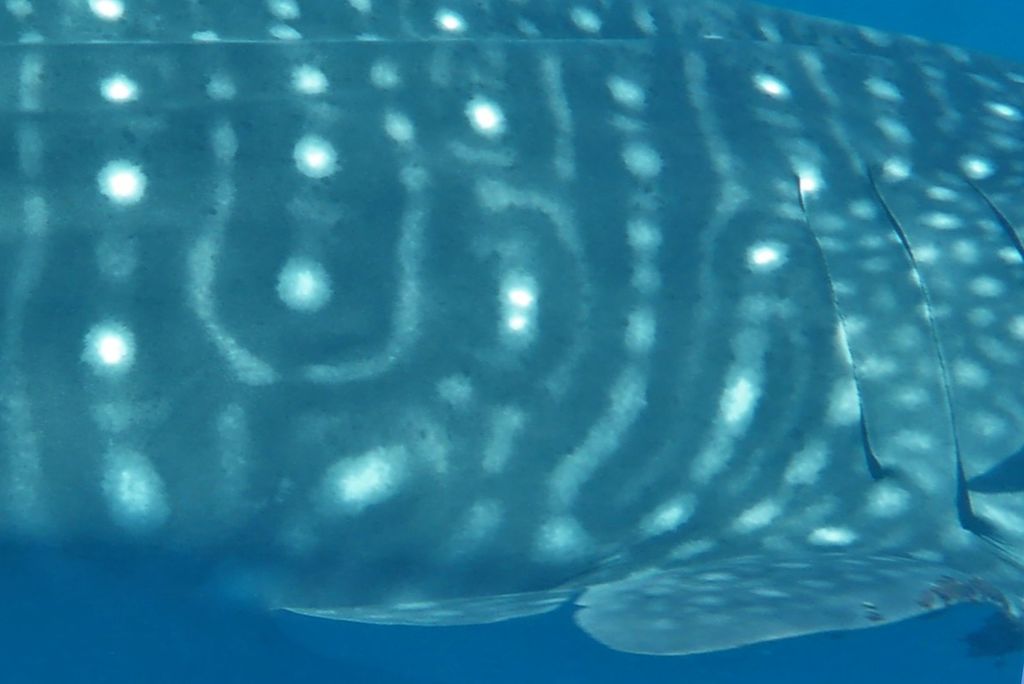 85455827-1eec-4288-8e4f-fd81eba78934