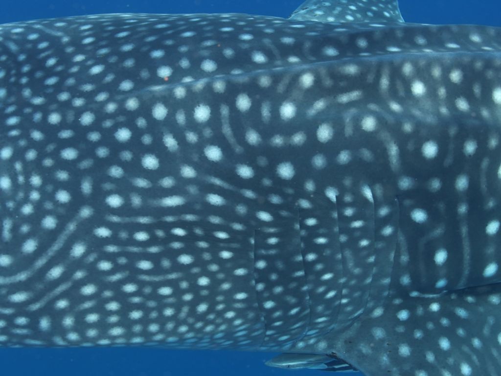 beaa600a-ba0b-4ef8-a00b-82c22a2fb44b