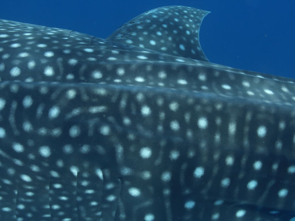 beaa600a-ba0b-4ef8-a00b-82c22a2fb44b