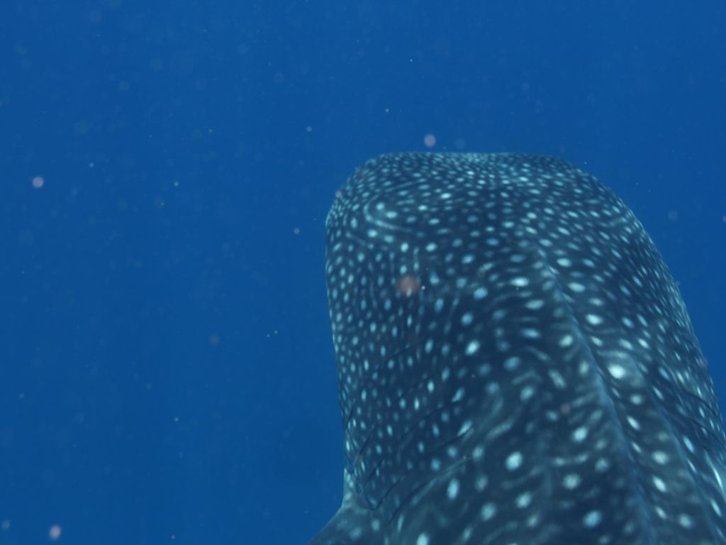 beaa600a-ba0b-4ef8-a00b-82c22a2fb44b