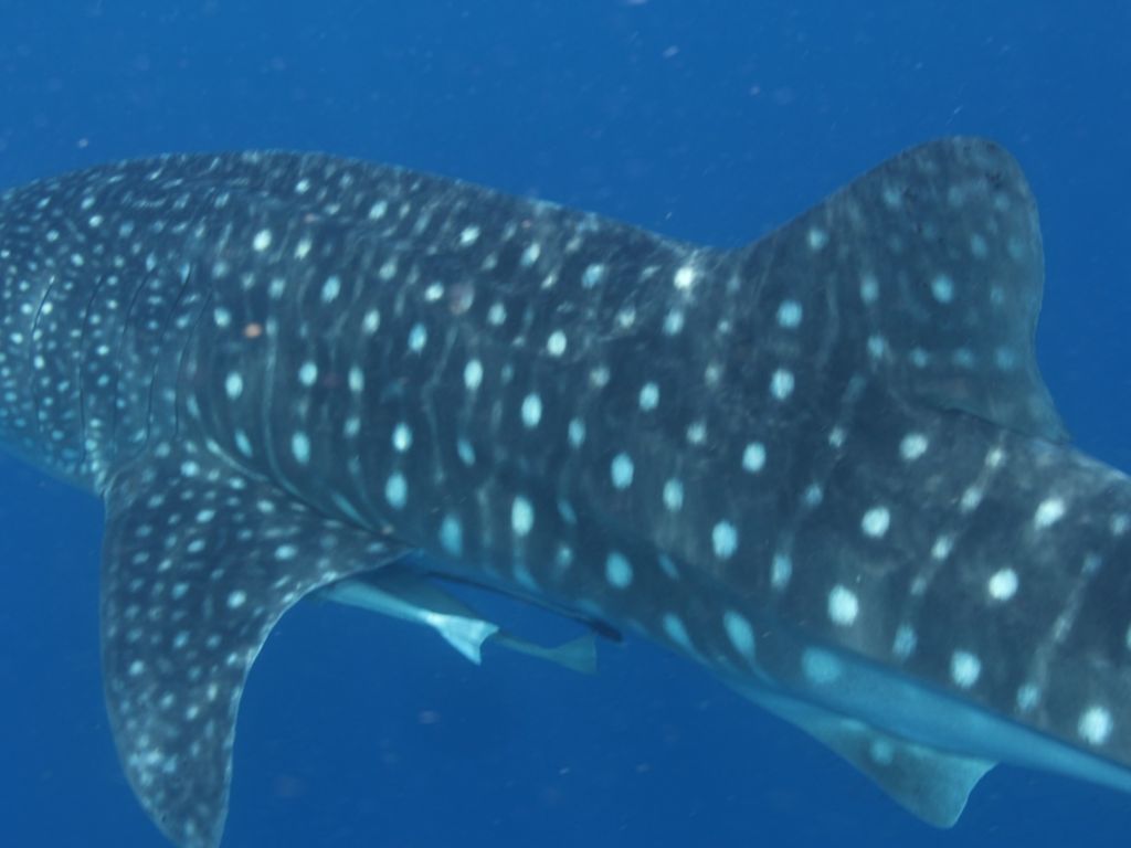 beaa600a-ba0b-4ef8-a00b-82c22a2fb44b