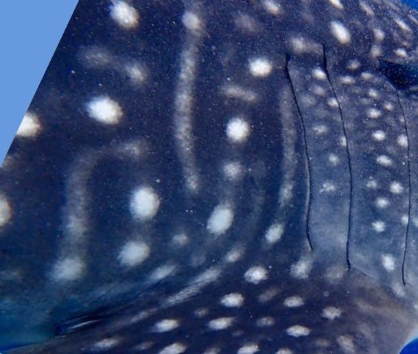 da530cd3-e6da-487e-80fd-f423790c8e4b