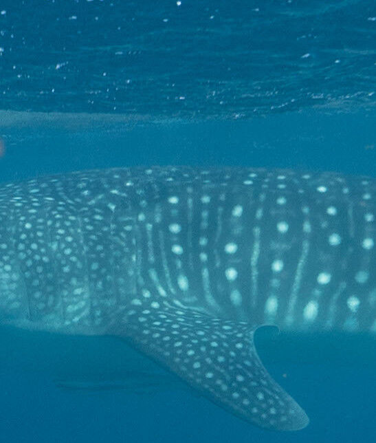 a24cf43e-2f27-43cc-a176-0101a4f54a0c