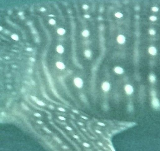 37e7ba61-f91f-4b03-a392-b636e67893a4