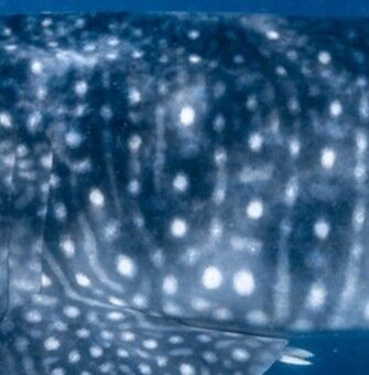 31e21d52-a34e-4aa6-a1e3-bf3a671ee884