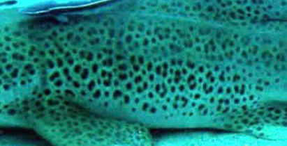 fca5241f-bdc1-4160-bf4e-deee38c2467d