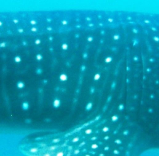 1feee554-ba97-442f-afcf-4f9abc0e91ef