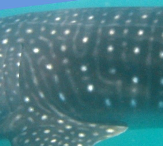 1feee554-ba97-442f-afcf-4f9abc0e91ef