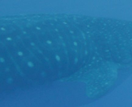 933f1c16-eb21-48fb-9c3a-f21519392487