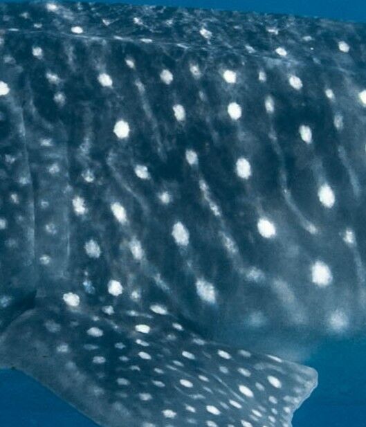 bed1162e-f48a-4f4a-833e-86426fa96a4f