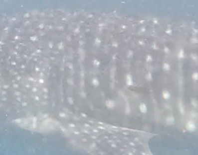 ea6e44ad-6858-4d5c-9ea3-c982760280bf