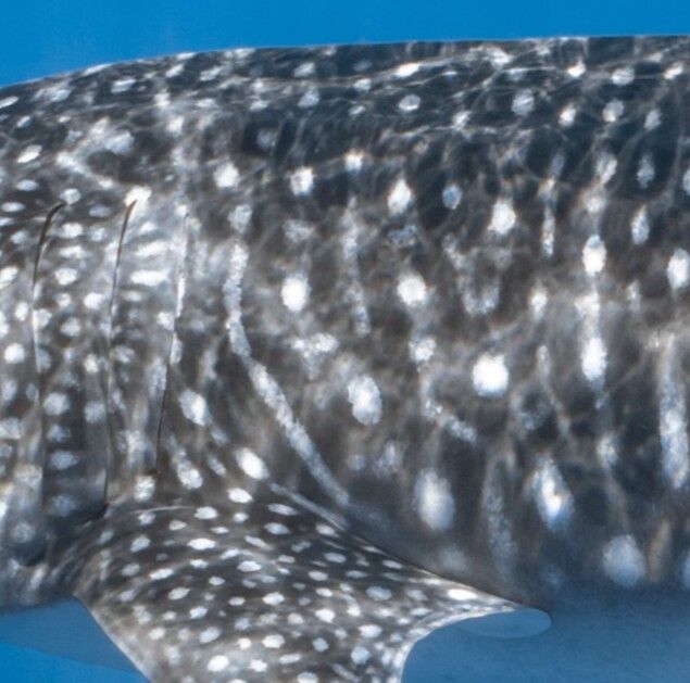 87783db8-8c1d-4254-b052-6bd20cfd4514