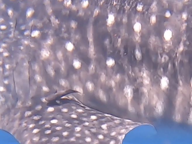 af6e8255-7389-40fa-9e0c-ba2630e91d2b