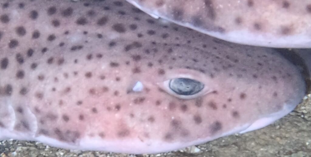 a017df27-1a08-4597-837f-c5216b1167d7