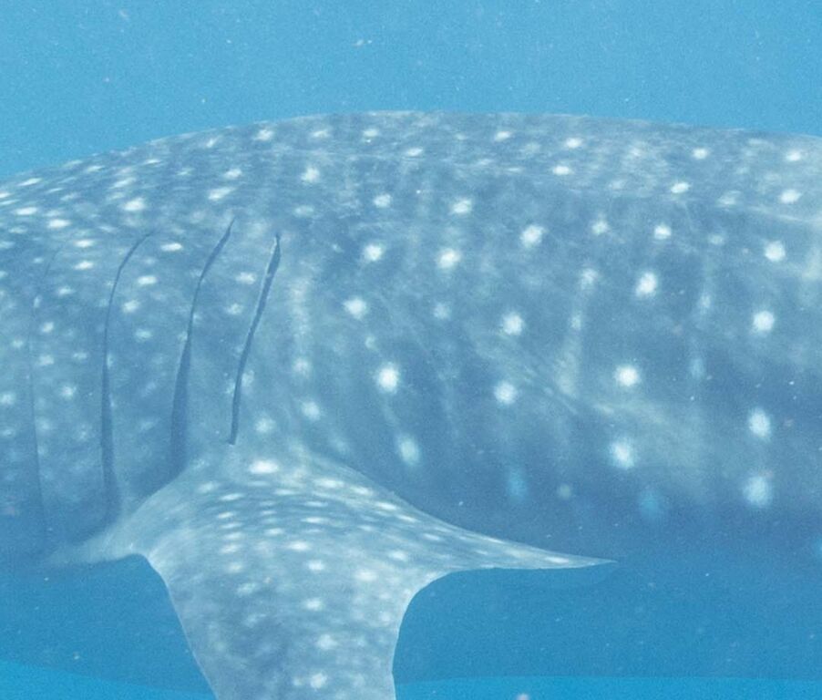 795f98ff-86b7-4874-bc7e-c3d03189583f