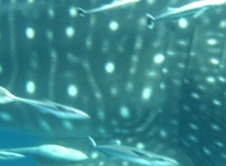 39f4430b-244c-47f0-a8bf-212635b47ca0