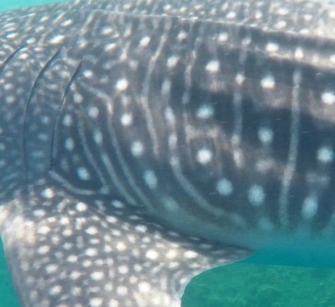 50835134-af83-496f-9ec3-9ae7100474aa